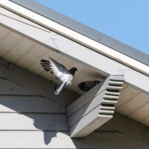 Effective Bird Prevention