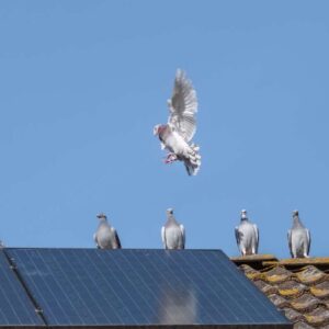 solar panel cleaning melbourne