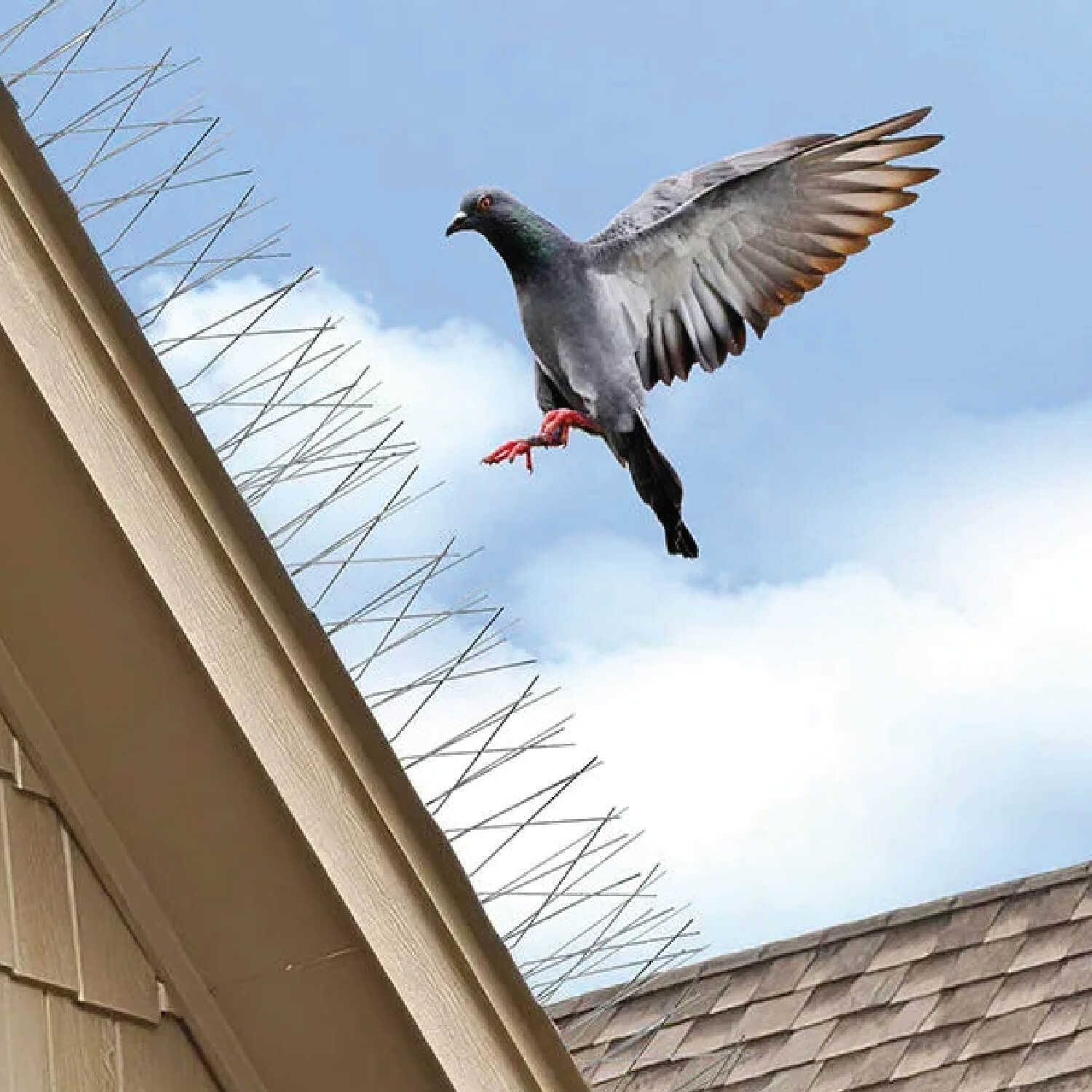 Bird Spikes for Bird Control