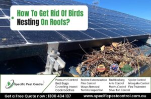 solar panel bird proofing in melbourne