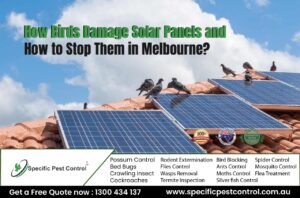 bird pest control melbourne